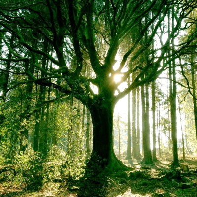 Halloween : la Bretagne vous accueille à Brocéliande ! cover