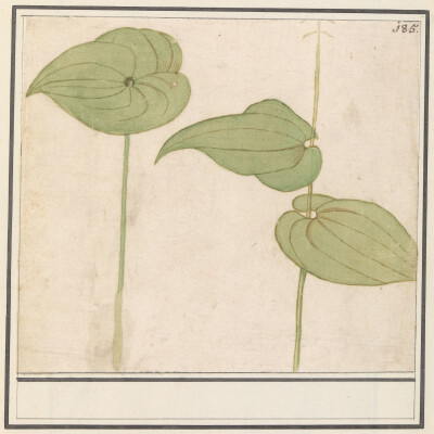 Épisode 4. Les chlorophylles par Hervé This cover
