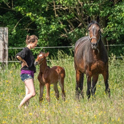 🐎 L’histoire d'un jument que j’ai mal confiée… et qui s'est retrouvée dans un circuit de marchands cover