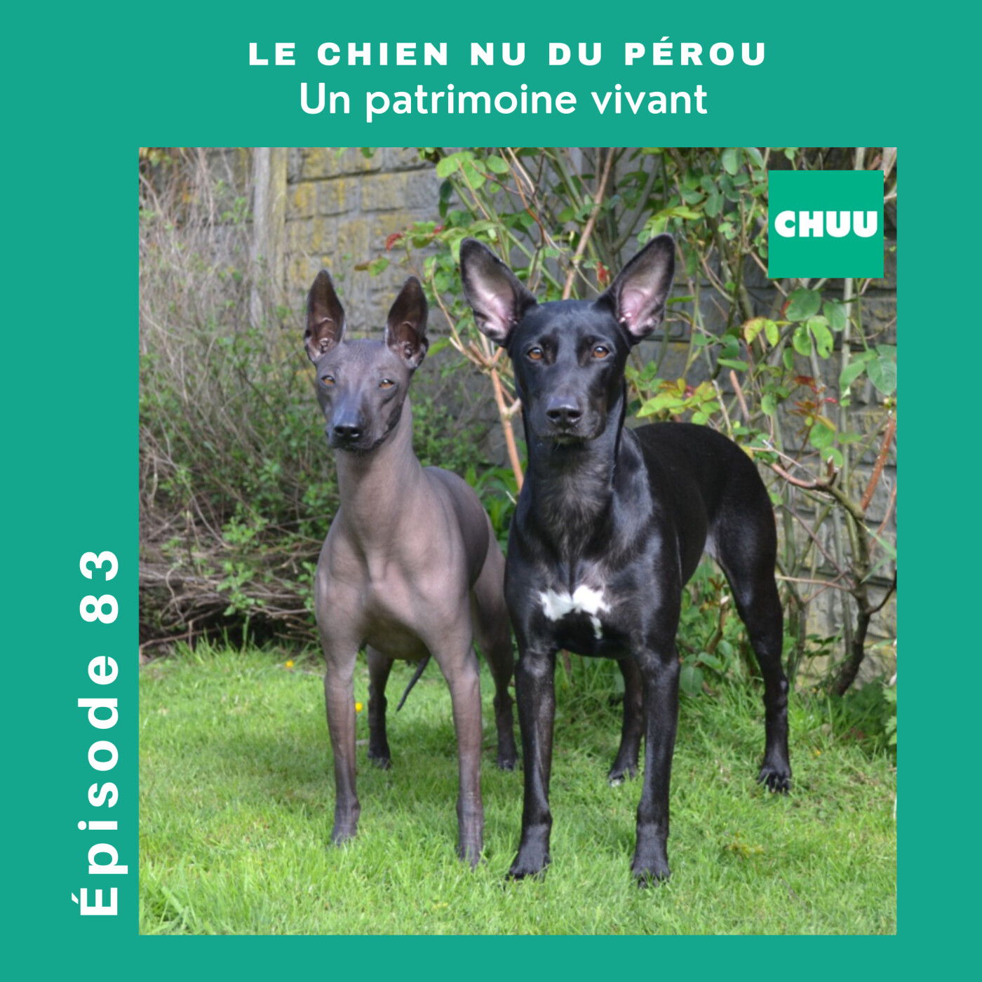CHUU PODCAST - CHACUN SON CHIEN