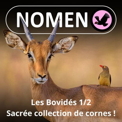 S02E29 Bovidés = bovins + caprins + ovins + antilopes... cover