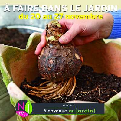 QUE FAUT-IL FAIRE DANS LE JARDIN DU 20 au 27 NOVEMBRE ? cover