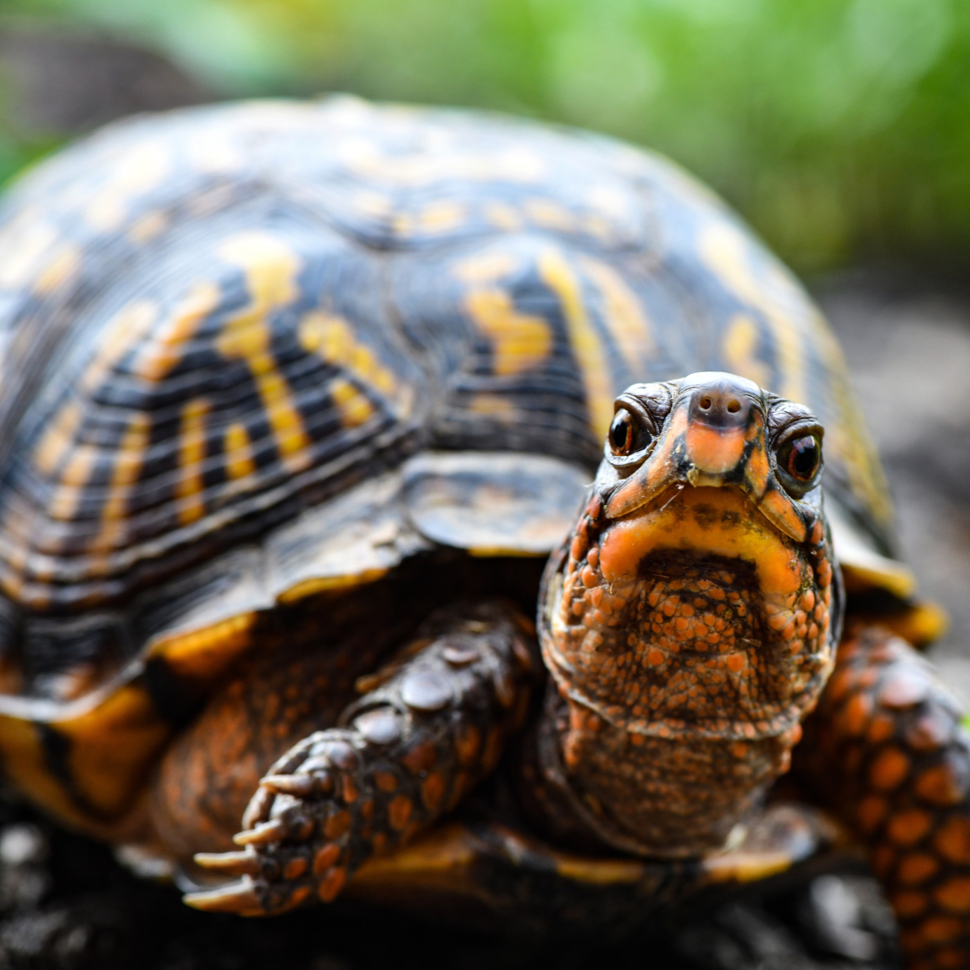 WILD - PODCAST ANIMALIER #0 - TEASER PRESENTATION EMISSION