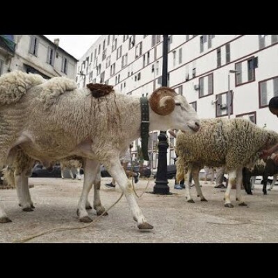 Importation de 1 million de moutons en 3 mois : utopie et populisme en Algérie pour narguer le Maroc cover