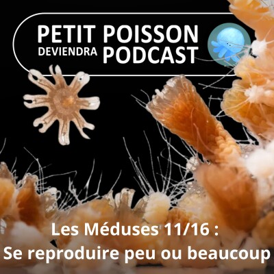 S04E11 Méduses 11/16 : Beaucoup de descendants... ou très peu ? Les 2 stratégies du Vivant cover