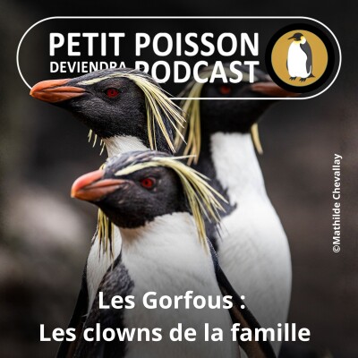 S05E23 Les Manchots : Les Gorfous, les clowns de la famille (Mathilde Chevallay) cover