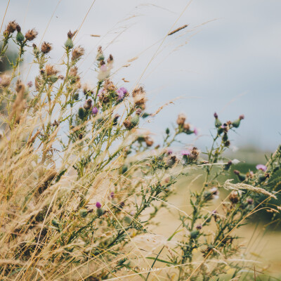 🔮 Vision • Mes observations, mes idées concernant l’avenir de la gestion des prairies cover
