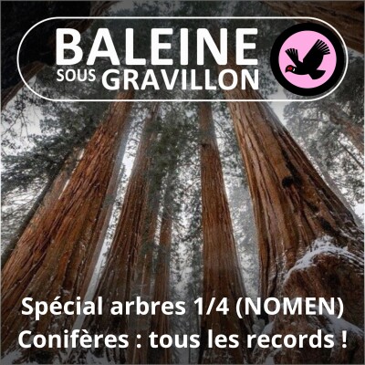 SPÉCIAL ARBRES 1/4 : Conifères, les arbres de tous les records (NOMEN) cover