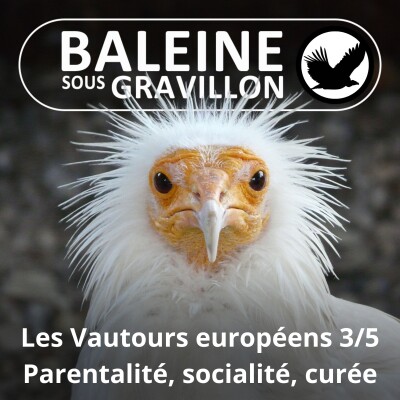 S04E40 Vautours européens 3/5 : Parentalité, socialité, curée... cover