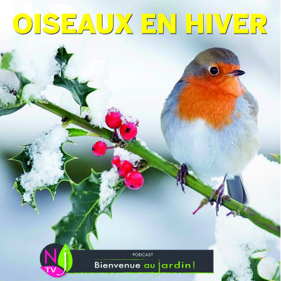 LE DOSSIER: ACCUEILLIR LES OISEAUX DANS LE JARDIN EN HIVER cover