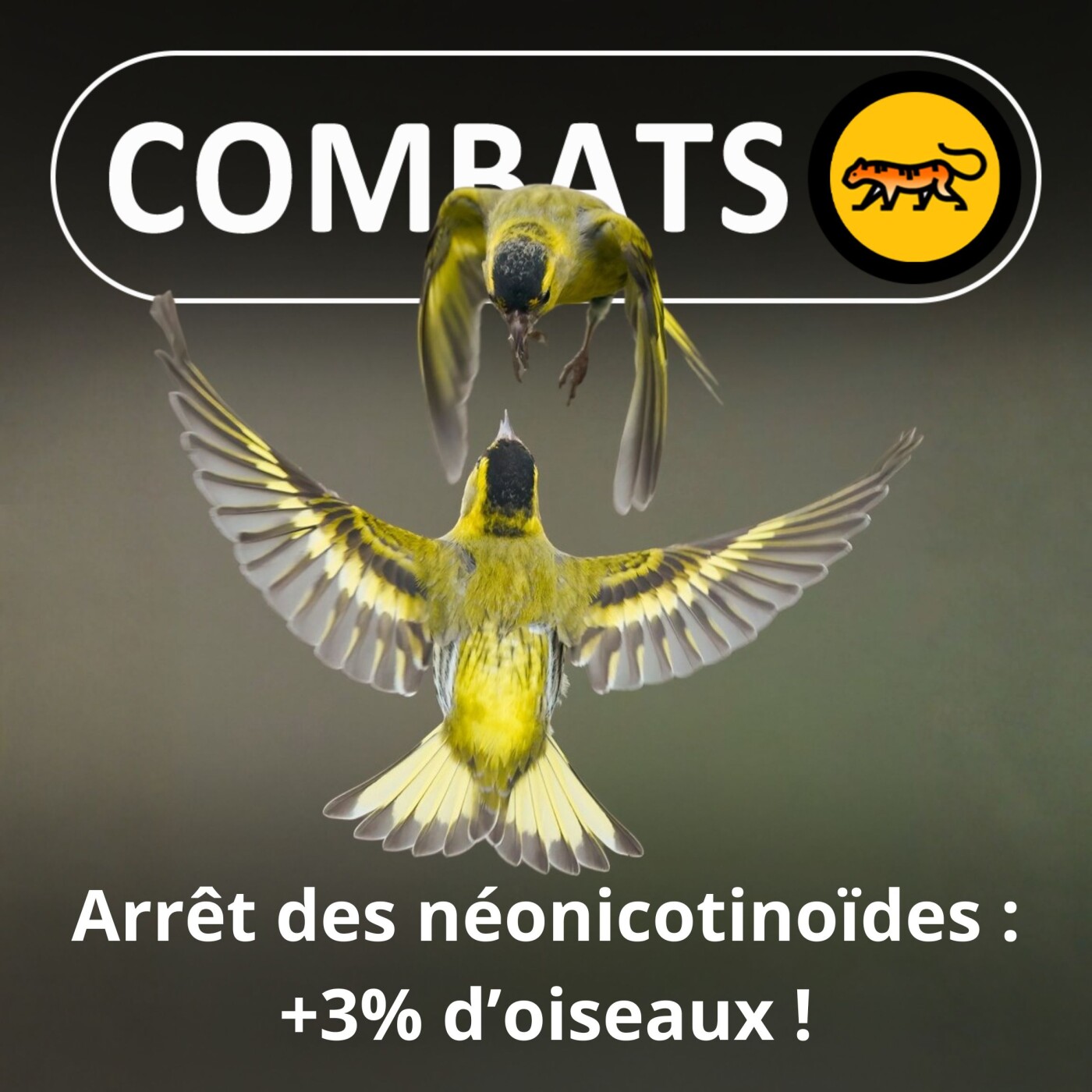 S05E36 Arrêt des néonicotinoïdes : + 3% d'oiseaux !
