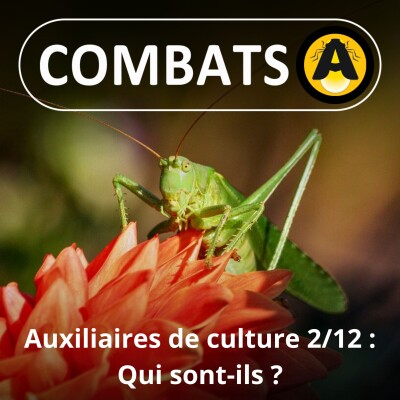 SPÉCIAL Auxiliaires 2/12 : Des alliés prédateurs mais pas que... cover