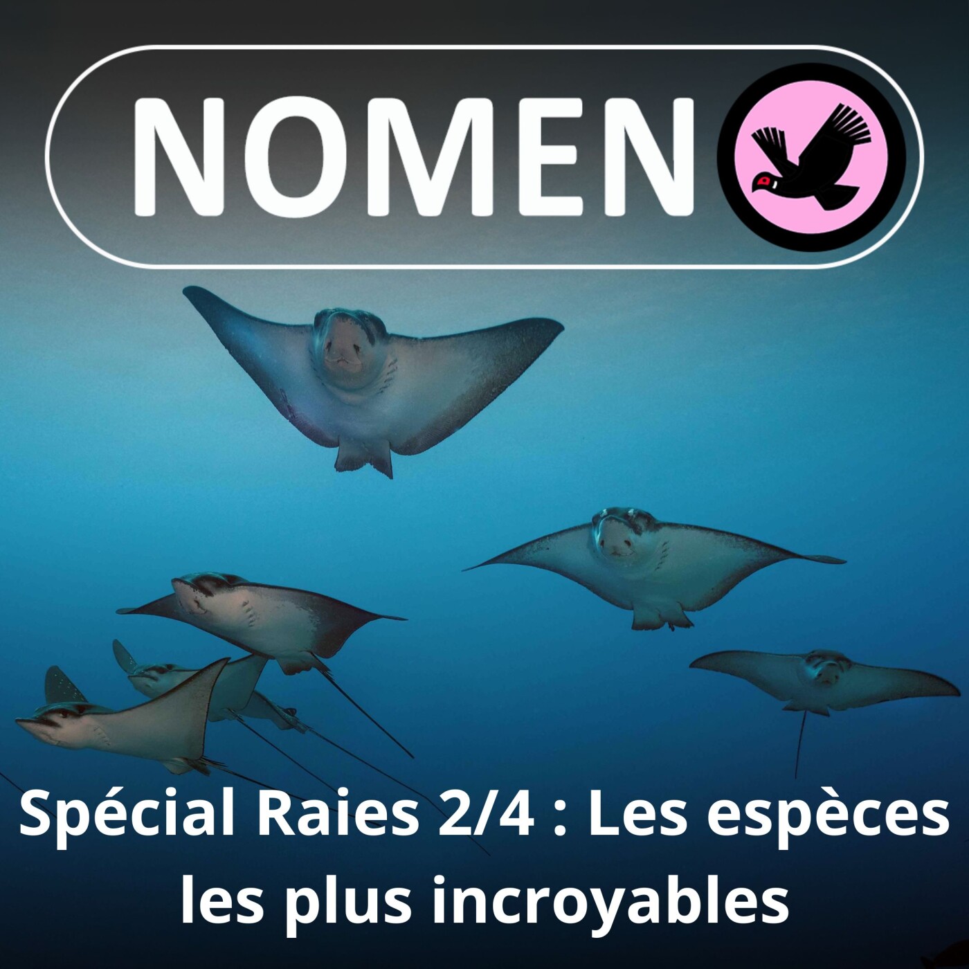 SPÉCIAL Raies 2/4 : Les espèces les plus incroyables