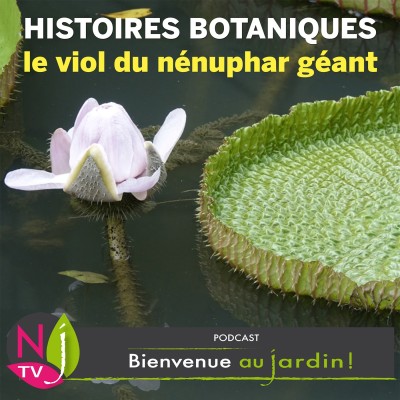 PETITE ET GRANDE HISTOIRE: LE VIOL DU NÉNUPHAR GÉANT cover