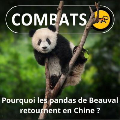 S05E33 Les dessous du retour des pandas du zoo de Beauval en Chine cover