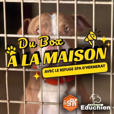 🎙️ "Du Box à la Maison" notre BANDE-ANNONCE cover