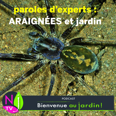 PAROLES D'EXPERTS: LES ARAIGNÉES AMIES OU ENNEMIES ? cover