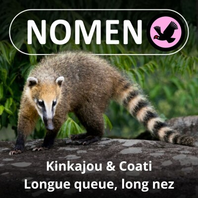 S01E62 Du Kinkajou au Coati : Une queue enrouleuse et un nez farfouilleur cover