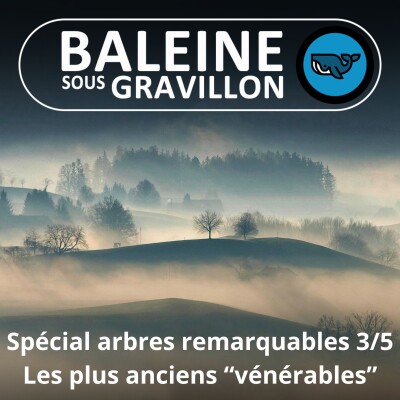 SPÉCIAL Arbres remarquables 3/5 : Les plus anciens "vénérables" cover