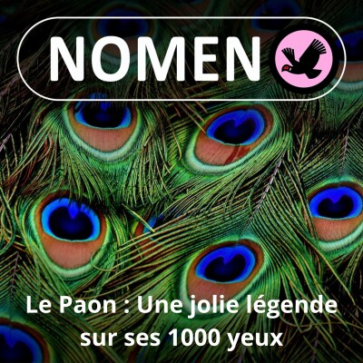 S02E42 Le Paon : un bellâtre qui a commencé sa carrière comme "indic" d'une déesse jalouse ... cover