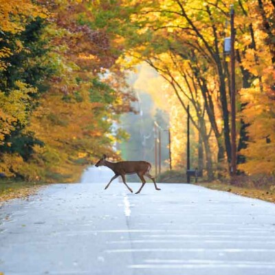 Animaux au comportement étrange près des voies : alerte et précautions à prendre ! cover