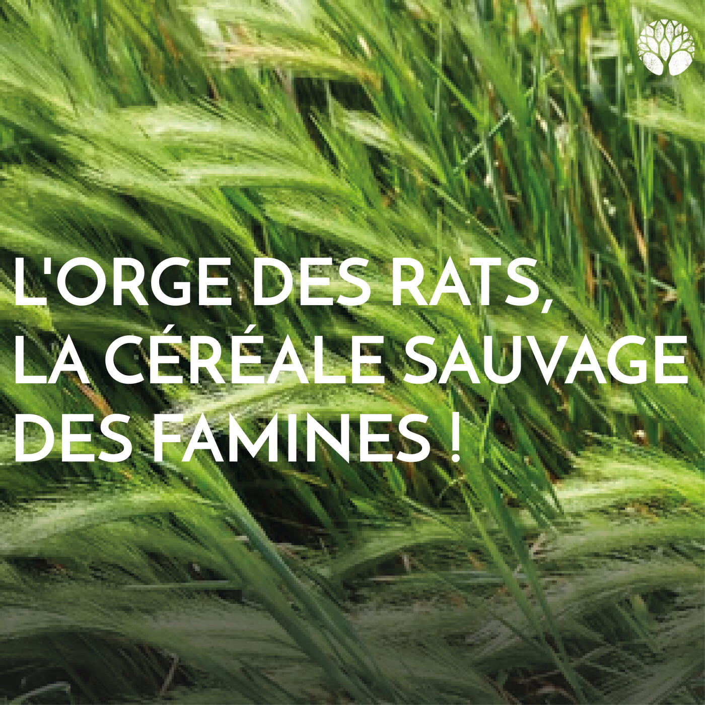 L'orge des rats, la céréale sauvage des famines ! episode artwork
