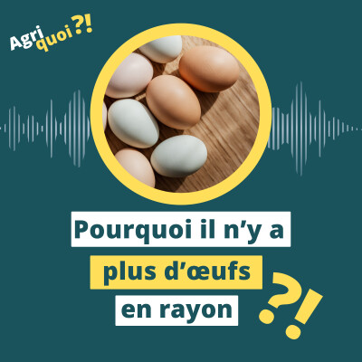 Pourquoi il n'y a plus d'œufs en rayon ? cover