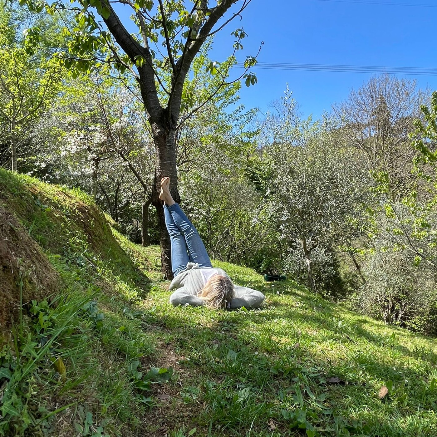 Tant qu\'il y aura des Arbres