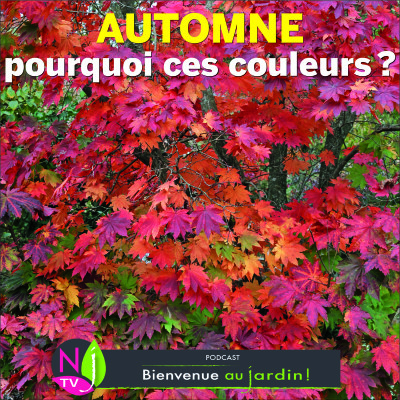 HISTOIRES BOTANIQUES: COULEURS D’AUTOMNE : POURQUOI, COMMENT ? cover