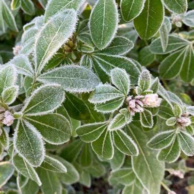 Comment bien protéger ses plantes et fleurs pour l'hiver ? cover