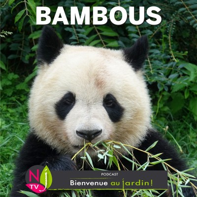 HISTOIRES BOTANIQUES: LES BAMBOUS : DES HERBES GÉANTES TOUS USAGES cover