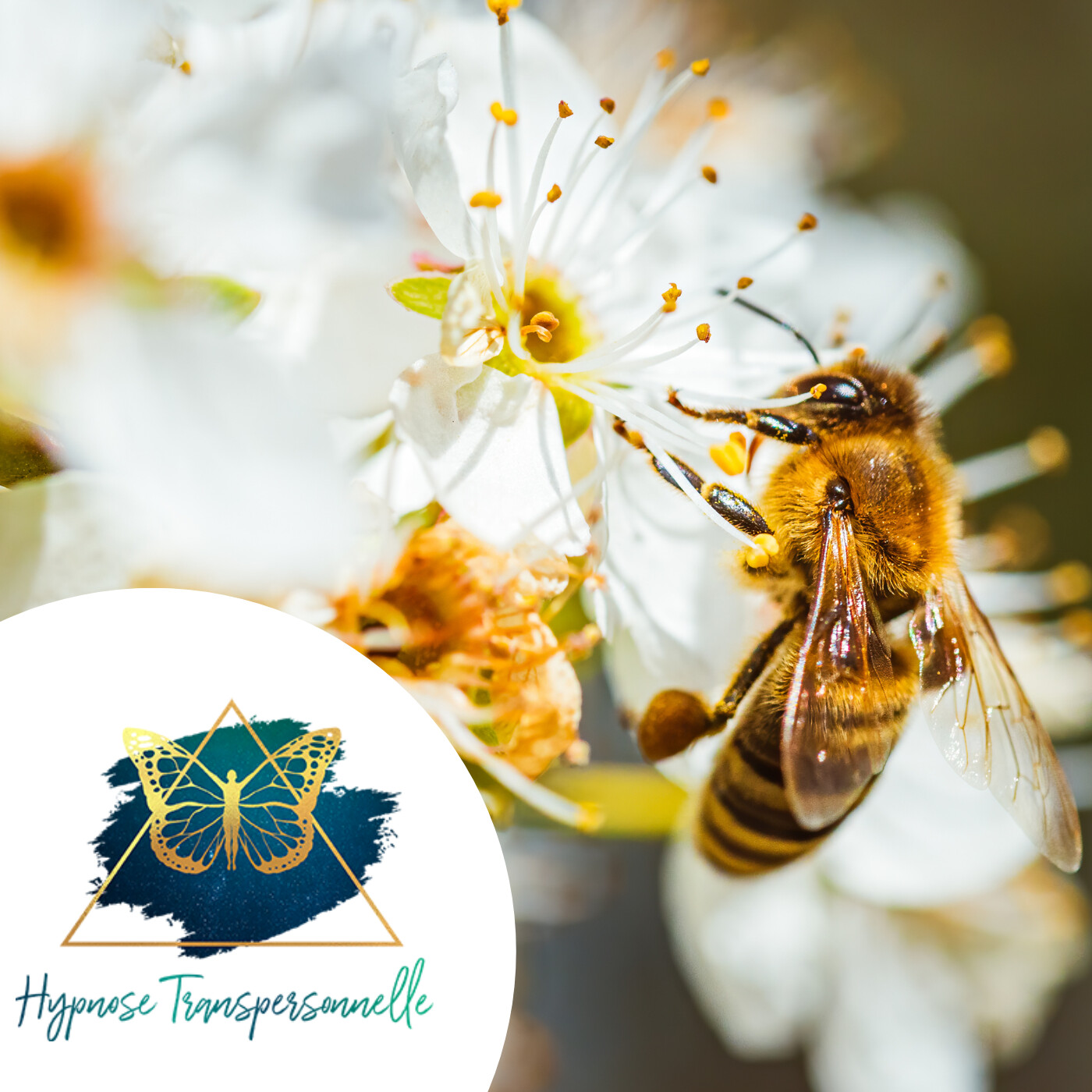 Hypnose Transpersonnelle® 297 : Mission d’abeille, Déconnexion de la nature, Blessure d’injustice episode artwork