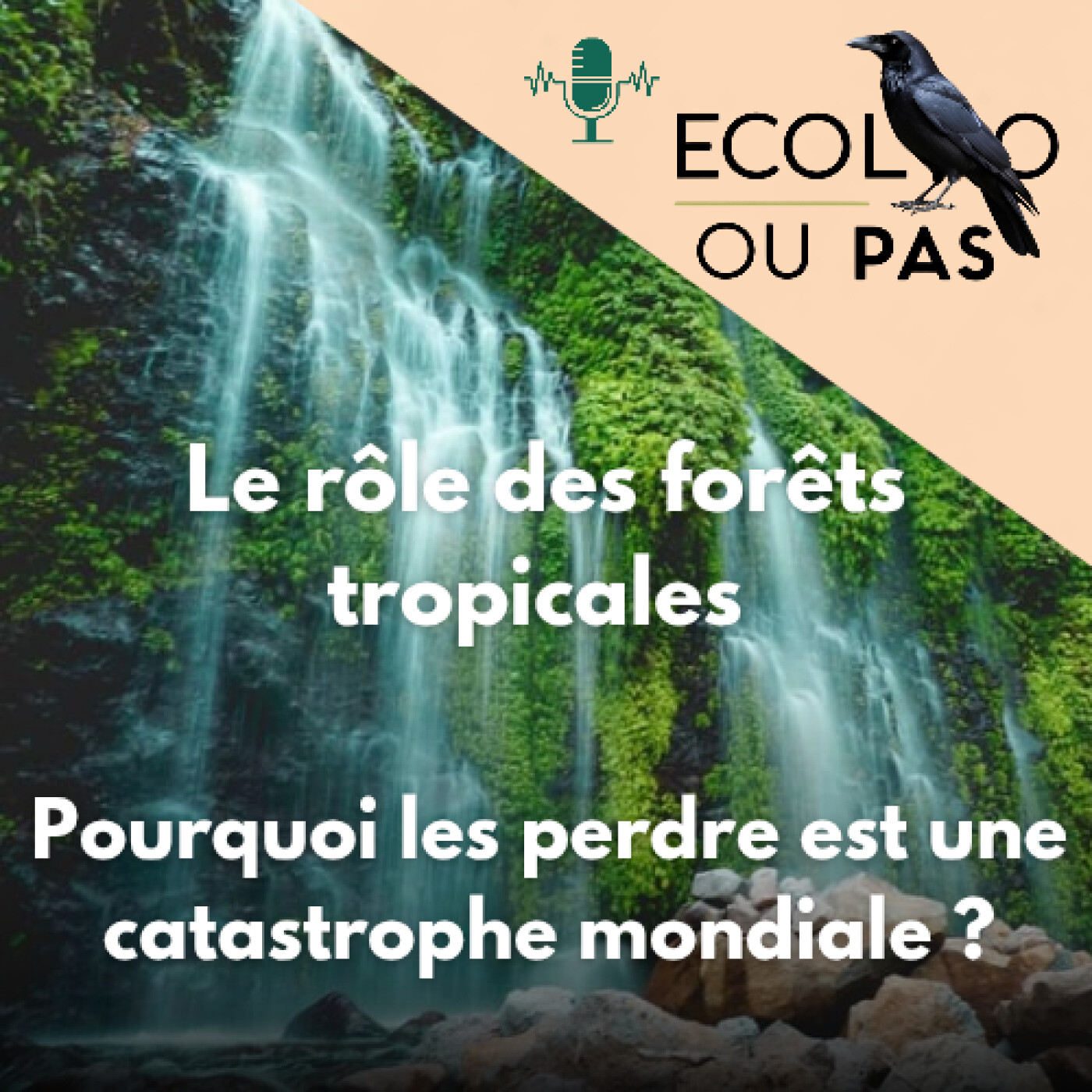 Le rôle des forêts tropicales : pourquoi les perdre est une catastrophe mondiale ?