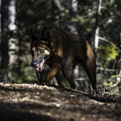014 - Le Malinois cover