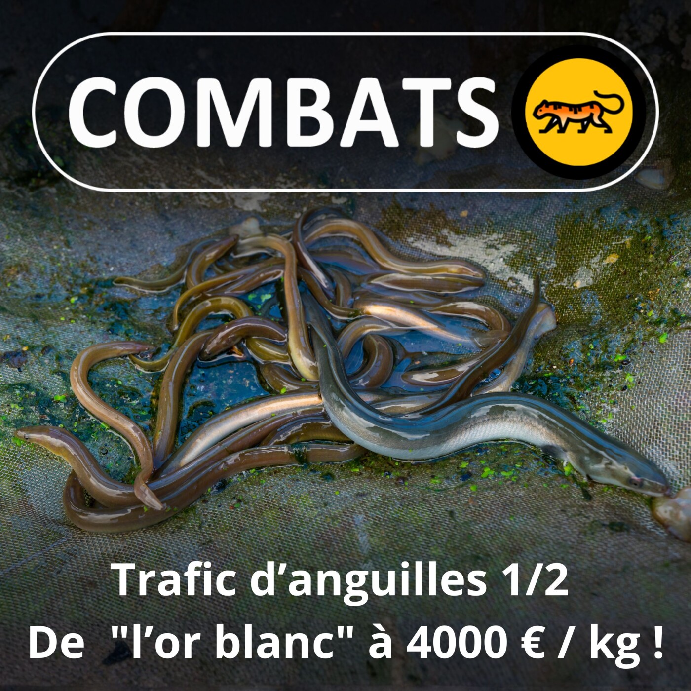 S05E50 : Trafic de civelles (anguilles) 1/2 : "l'or blanc" à 4000 euros le kilo...