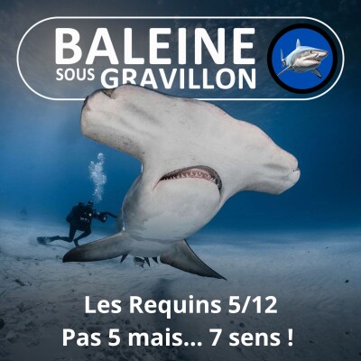 S04E09 Requins 5/12 : Pas 5... mais 7 sens "chirurgicaux" ! cover