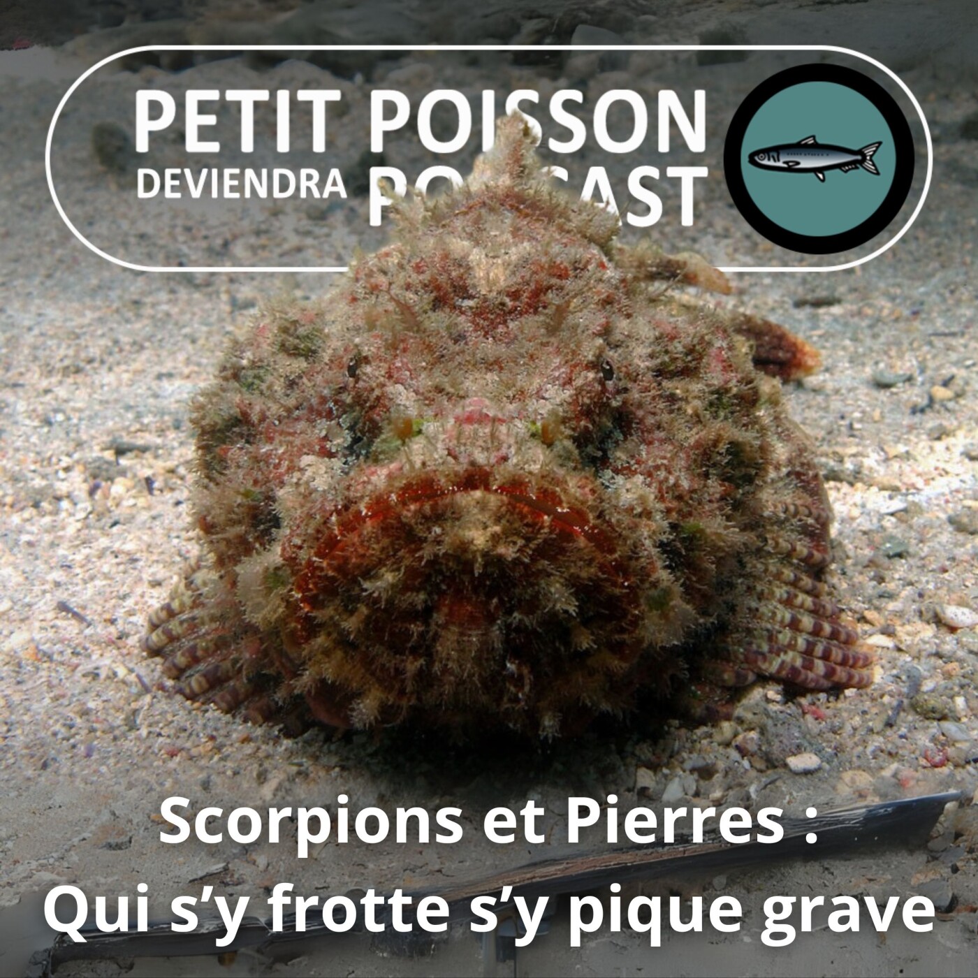 Petit Poisson deviendra Podcast