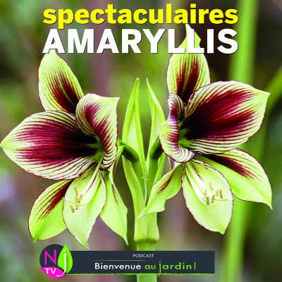 LE DOSSIER: AMARYLLIS LA VRAIE ET LES FAUSSES cover