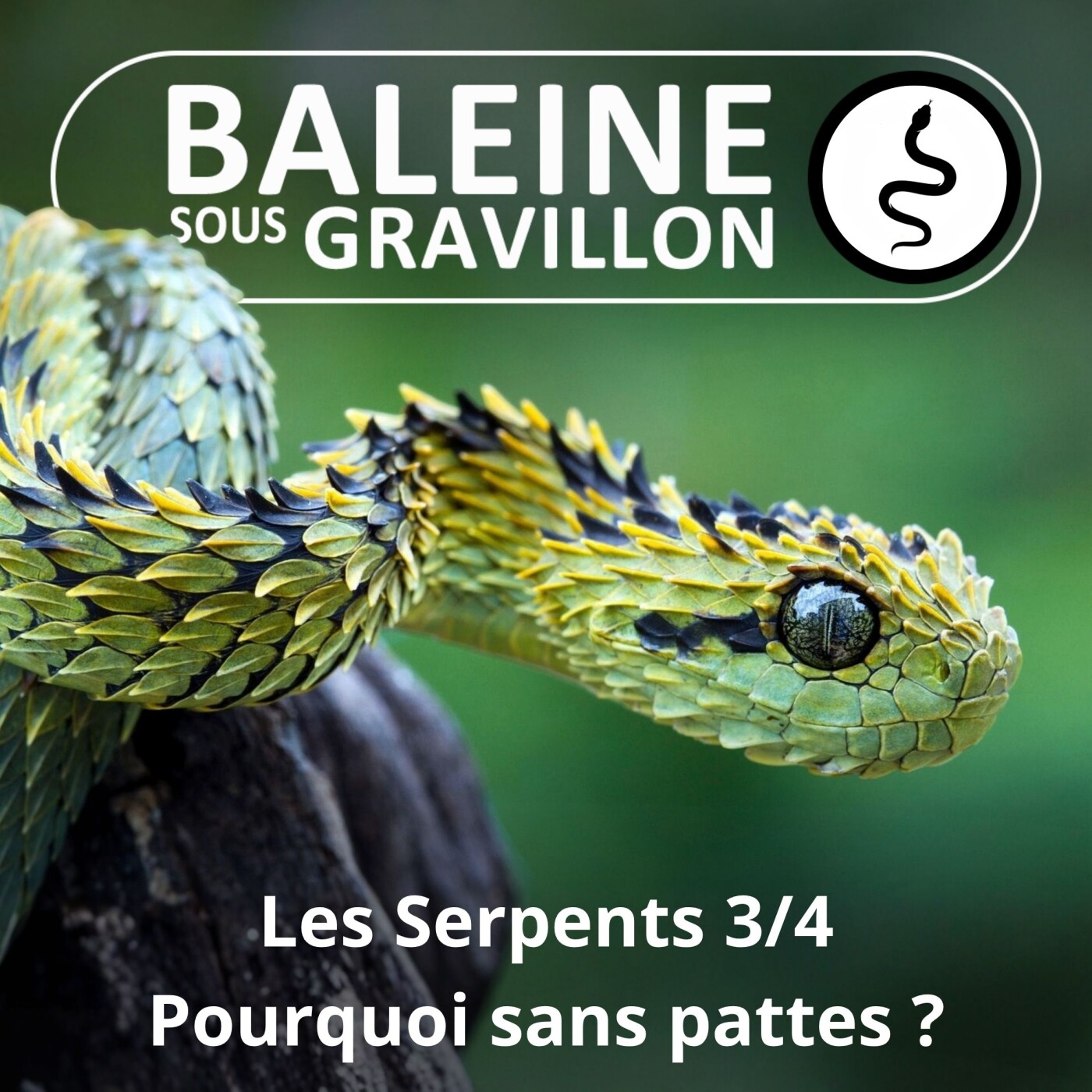 S02E46 Les Serpents 3/4 : Pourquoi ont-ils perdu leurs pattes ? episode artwork