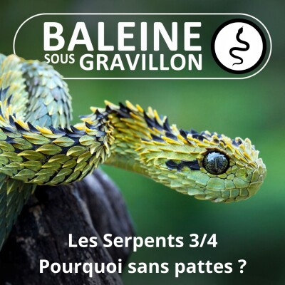 S02E46 Les Serpents 3/4 : Pourquoi ont-ils perdu leurs pattes ? cover