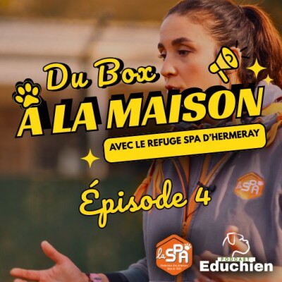 Chiens vs humains : Le problème de communication 🎙️ Du Box à la Maison – Épisode 4 cover