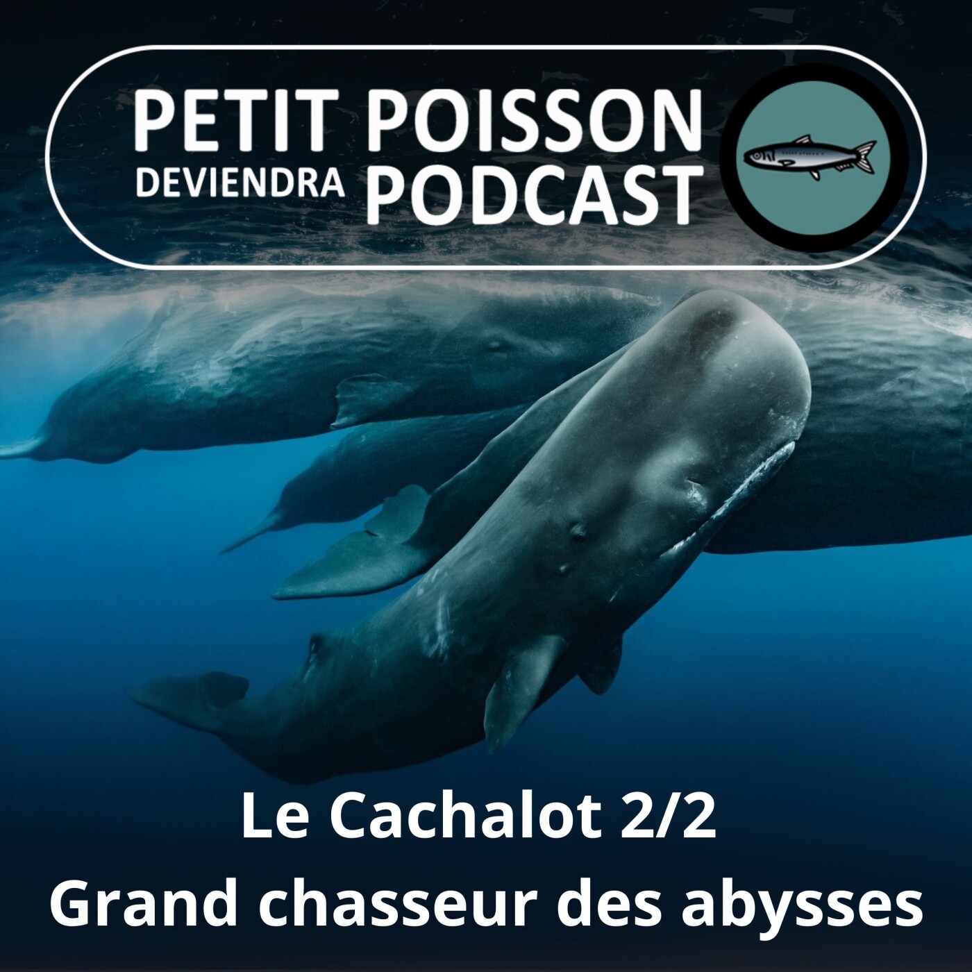 S03E32 Le Cachalot 2/2 : Les secrets d'un chasseur des abysses (Bill François) episode artwork