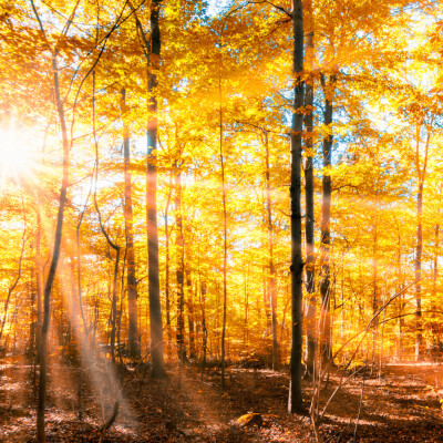 Quand l’automne joue les prolongations d’été ! cover