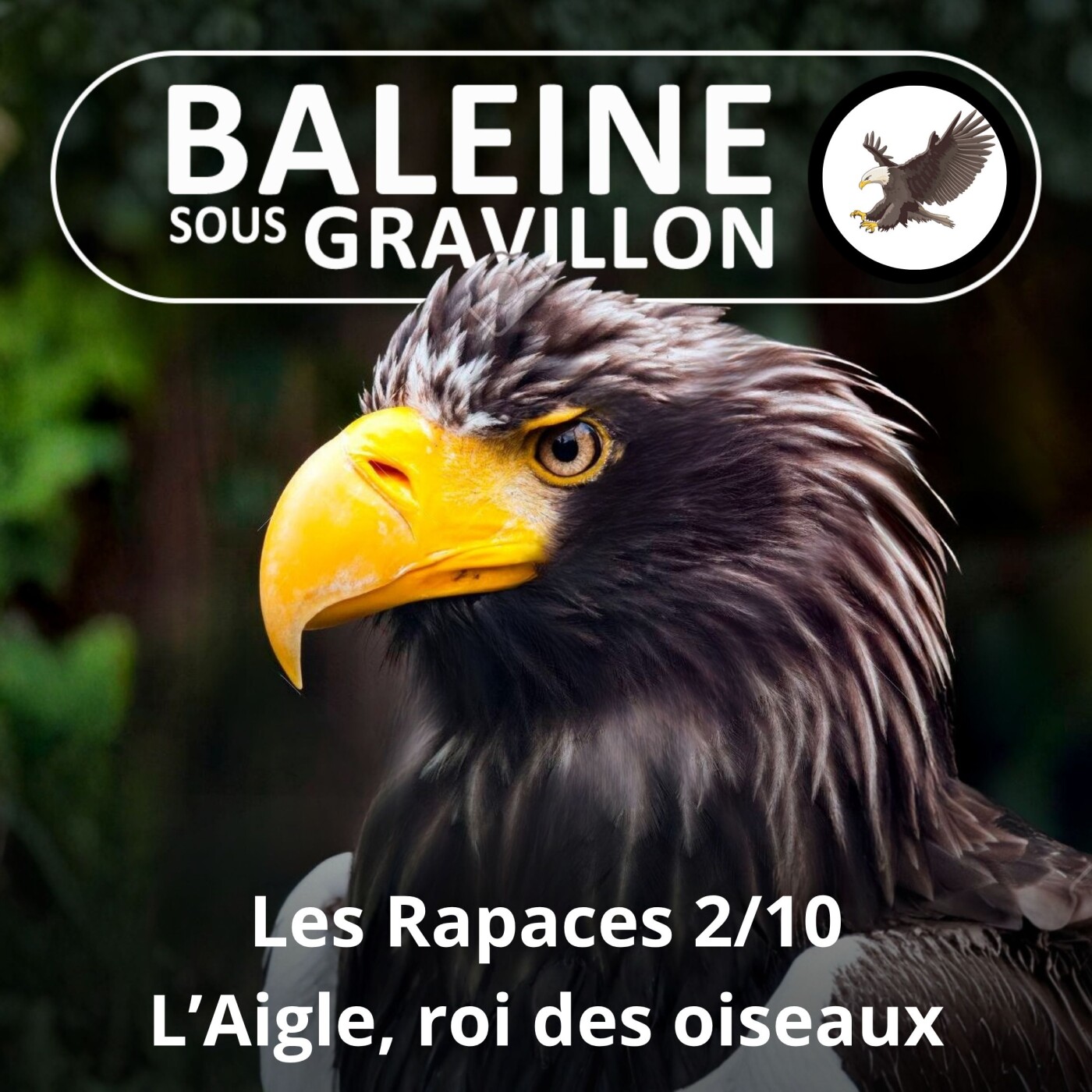 S02E104 Les Rapaces 2/10 : L'Aigle, roi des oiseaux episode artwork