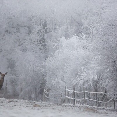 Brouillard givrant ! Découvrez ce phénomène météo particulier ! cover