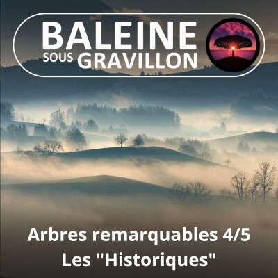 S05E64 Arbres remarquables 4/5 : Les "Historiques", associés à un événement cover