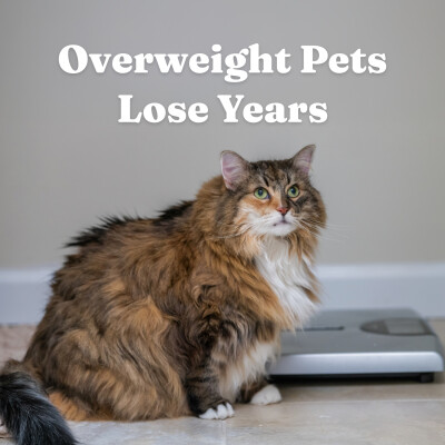 Is Your Dog or Cat Overweight? The 2-Year Difference Pet Parents Miss cover