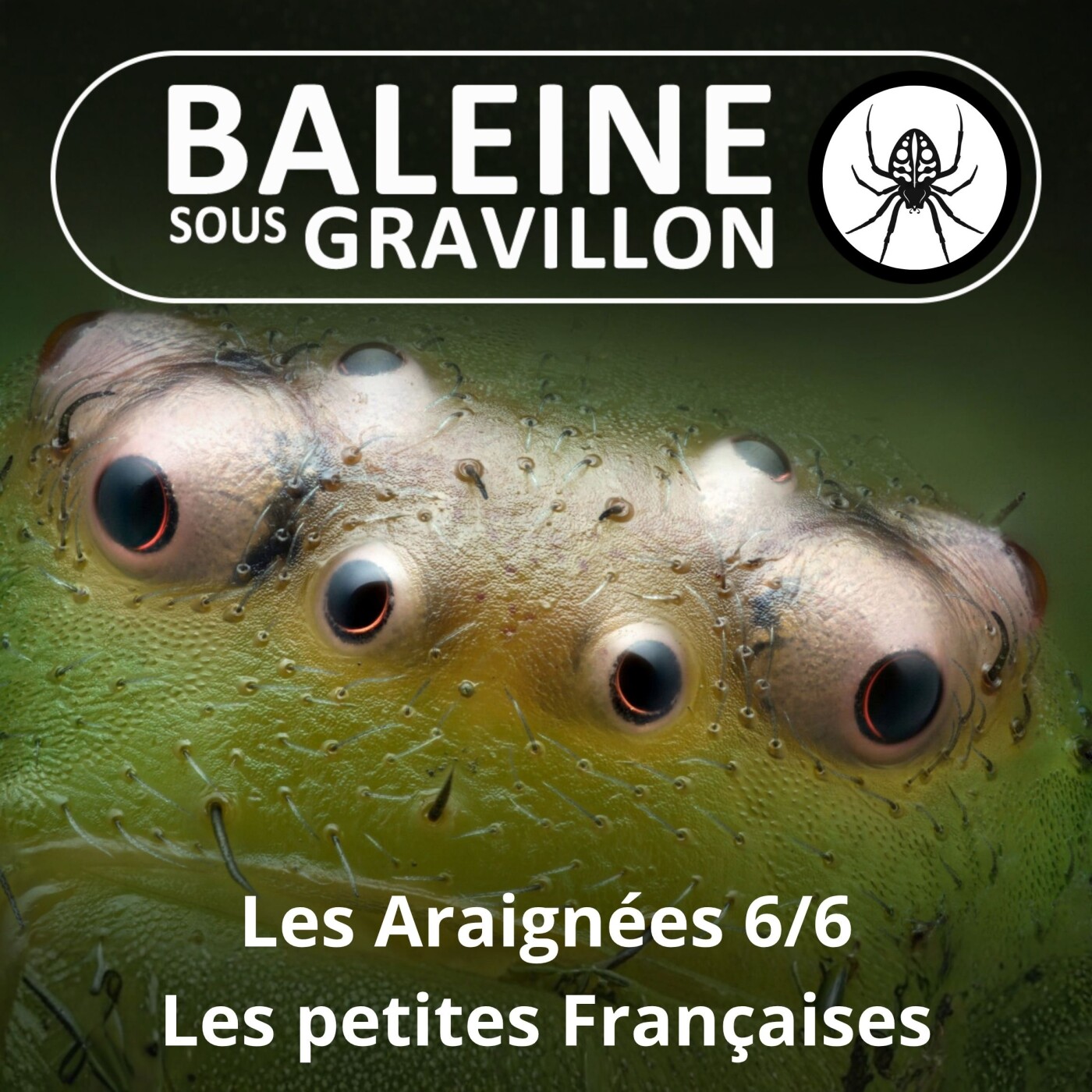 S02E61 Les Araignées 6/6 : Les stars françaises (Christine Rollard) episode artwork