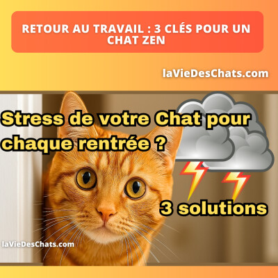 3 SIGNES QUE VOTRE CHAT FAIT UNE DÉPRESSION - ET VOUS NE LE VOYEZ PAS cover