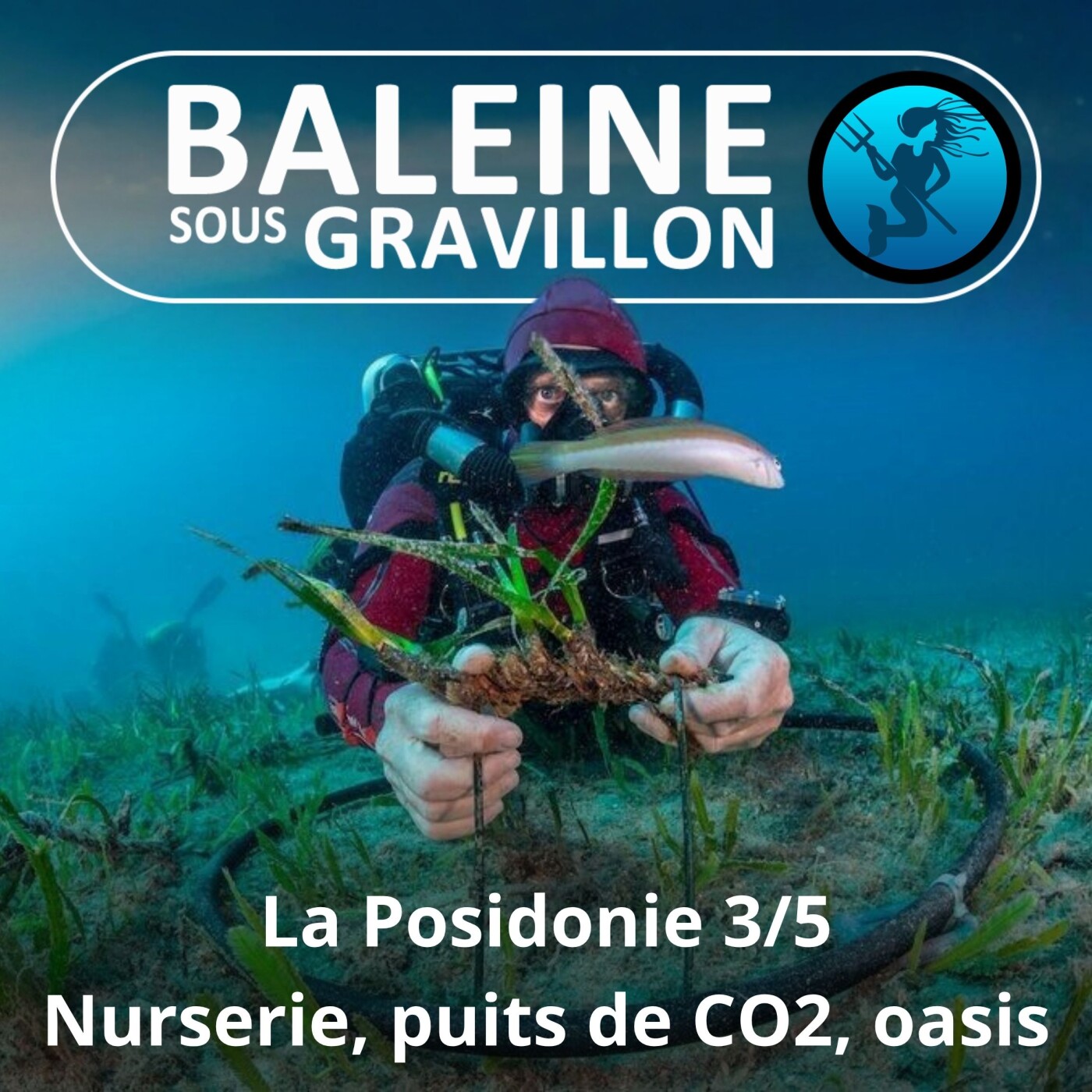 S04E81 La Posidonie 3/5 : Nurserie, puits de Carbone, protège-plage.... episode artwork